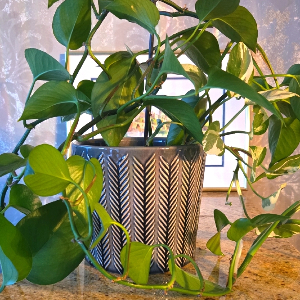 Chevron Patterned Gray Planter